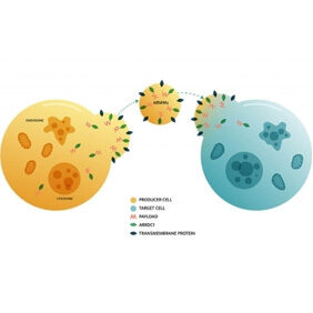 Illustration of an ARMM traveling from one cell to another. Image courtesy of Vesigen Therapeutics.