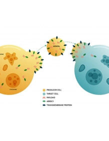 Illustration of an ARMM traveling from one cell to another. Image courtesy of Vesigen Therapeutics.
