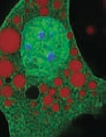 Scientific imagery from the Ritter Lab.