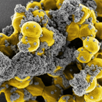 Fc MBL Staph 015 Color 400sm