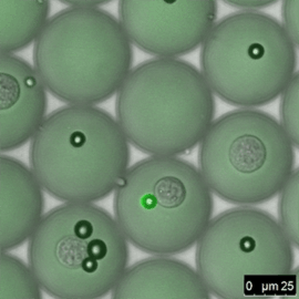 Microfluidics 400sq opt