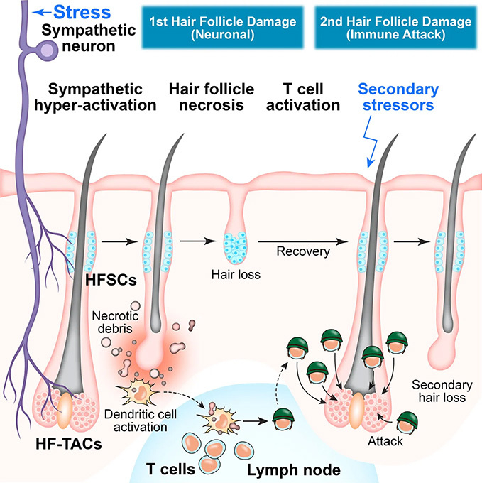 Hsu lab graphical abstract 3