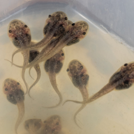 Tadpole stock