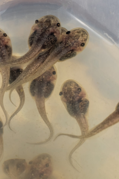 Tadpole stock