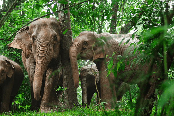 Wild elephants in Thailand. Image copyright Shutterstock.