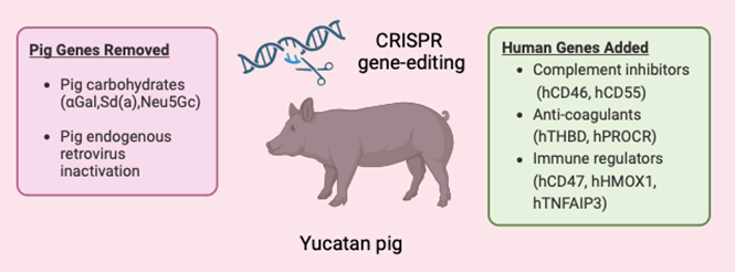 Illustration of the gene edits made to the donor pig