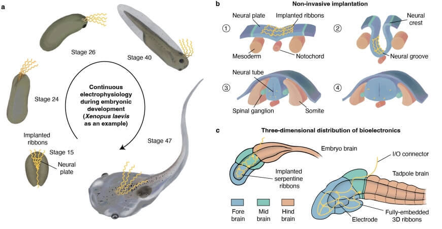 Tadpole fig 1