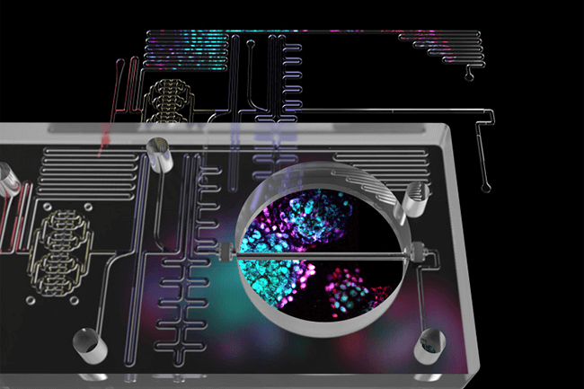 The islet-on-a-chip shows microfluidic channels that mimic the structure and function of pancreatic tissue.