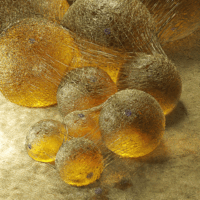 Artist's rendering of adipocytes as translucent spheres.