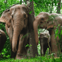 Wild elephants in Thailand. Image copyright Shutterstock.