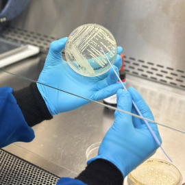Graduate student picks a colony of Klebsiella pneumoniae from an agar plate