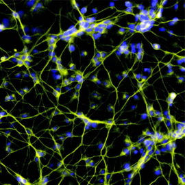 Functional neurons derived from human pluripotent stem cells using the TFome technology.