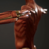 Visual of Muscle-Like Fibers