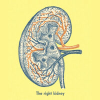 Illustration of the right kidney square