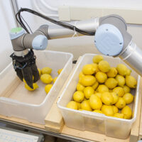 Robot moving lemons 400sq