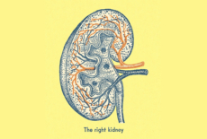 Illustration of the right kidney rectangle