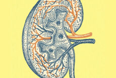 Illustration of the right kidney square