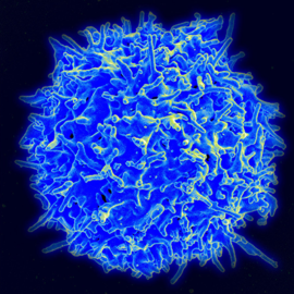 SEM T cell NIAID 400sq