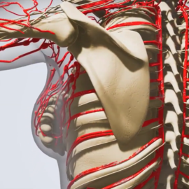 Screenshot 2026 08 11 084434 - Image for Custom Blood Vessel Grafts Made in Minutes