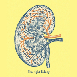 Illustration of the right kidney square - Image for Xenotransplantation Enters a New Era
