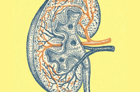 Illustration of the right kidney square