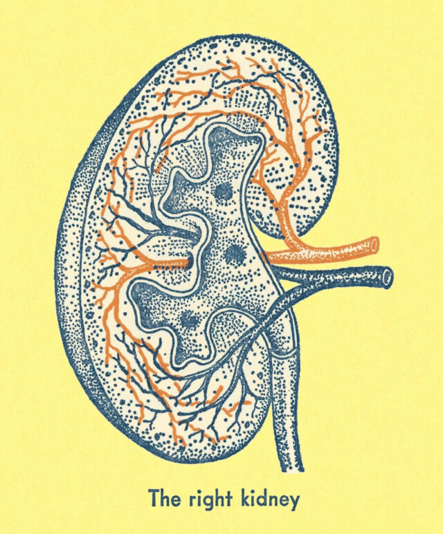 Illustration of the right kidney