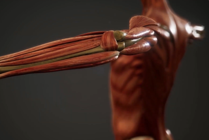 Visual of Muscle-Like Fibers